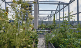 © Saskia Rosset 123